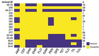 Assessment of Diversity of Antimicrobial Resistance Phenotypes and Genotypes of Mannheimia haemolytica Isolates From Bovine Nasopharyngeal Swabs